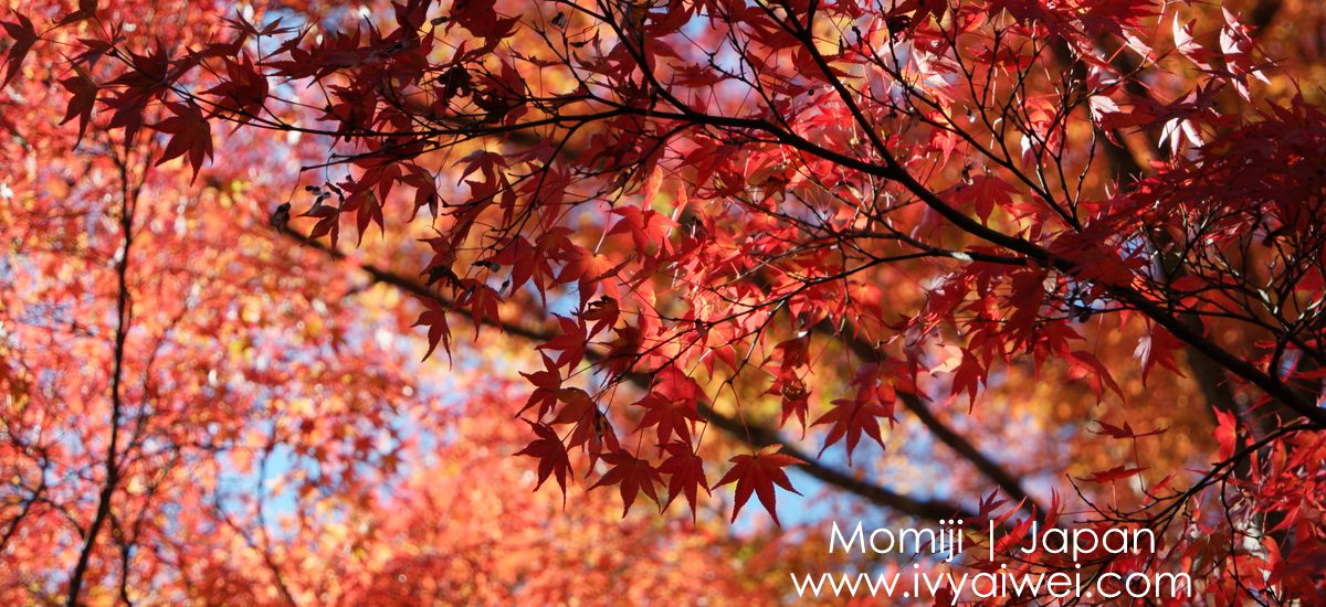 Japan Trip 2016: 10D9N Autumn in Kyoto, Osaka, Nara & Arima