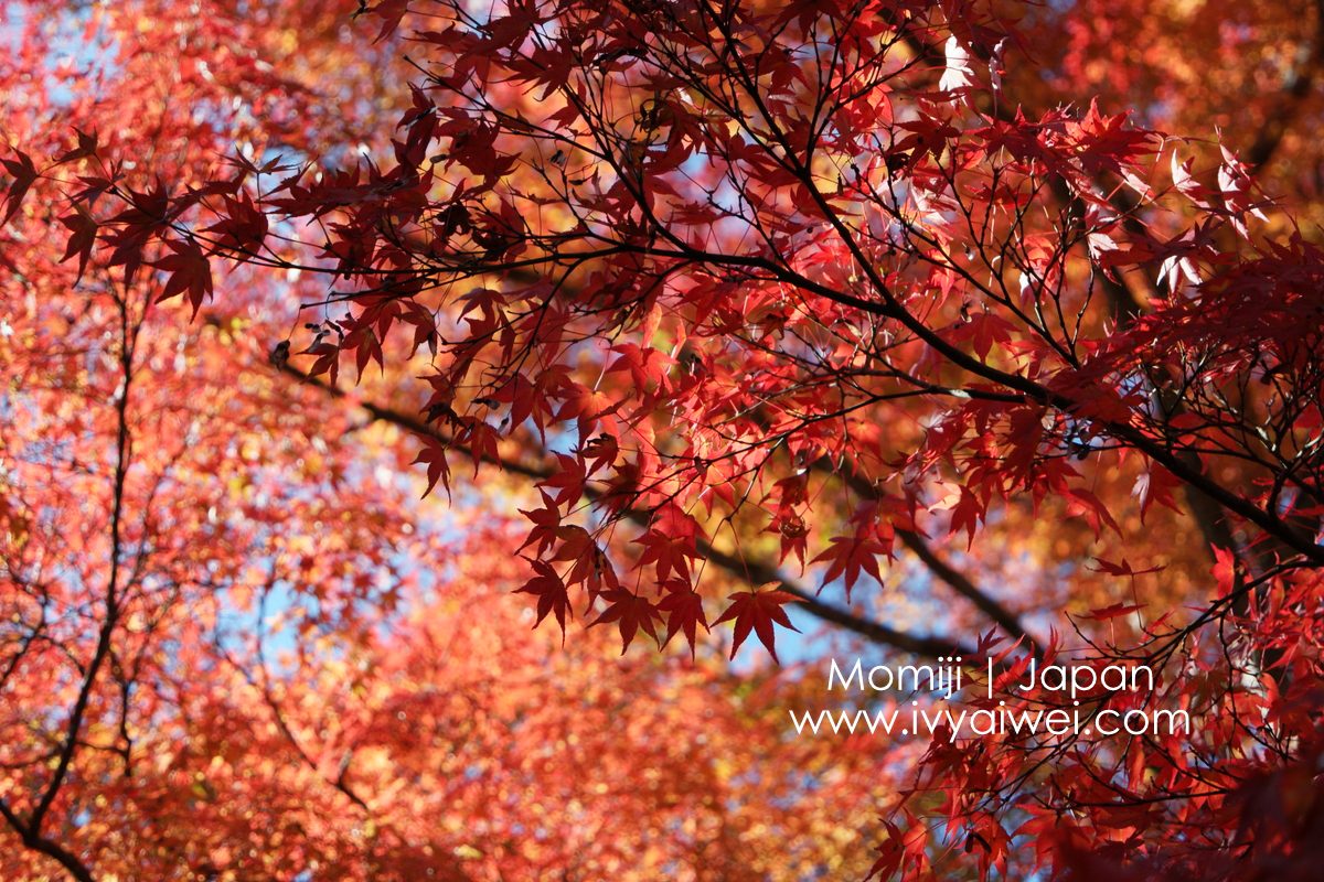 Japan Trip 2016: 10D9N Autumn in Kyoto, Osaka, Nara & Arima