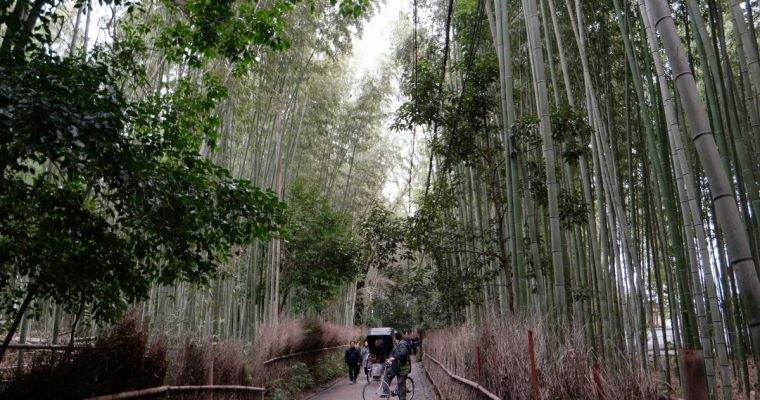 Things to do in Arashiyama (Winter)