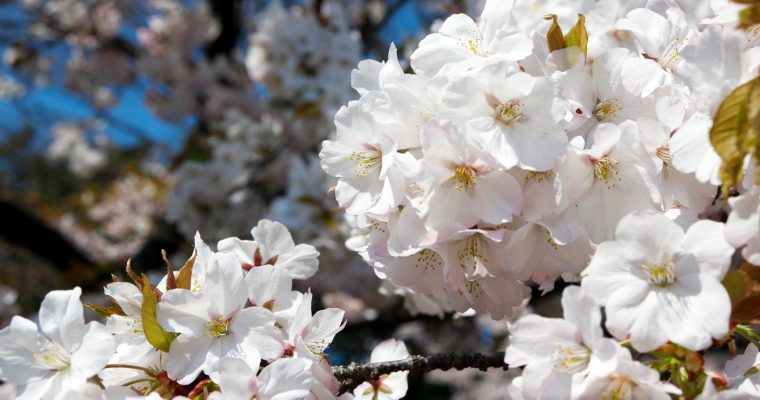 TOKYO: Hanami in Shinjuku Gyoen