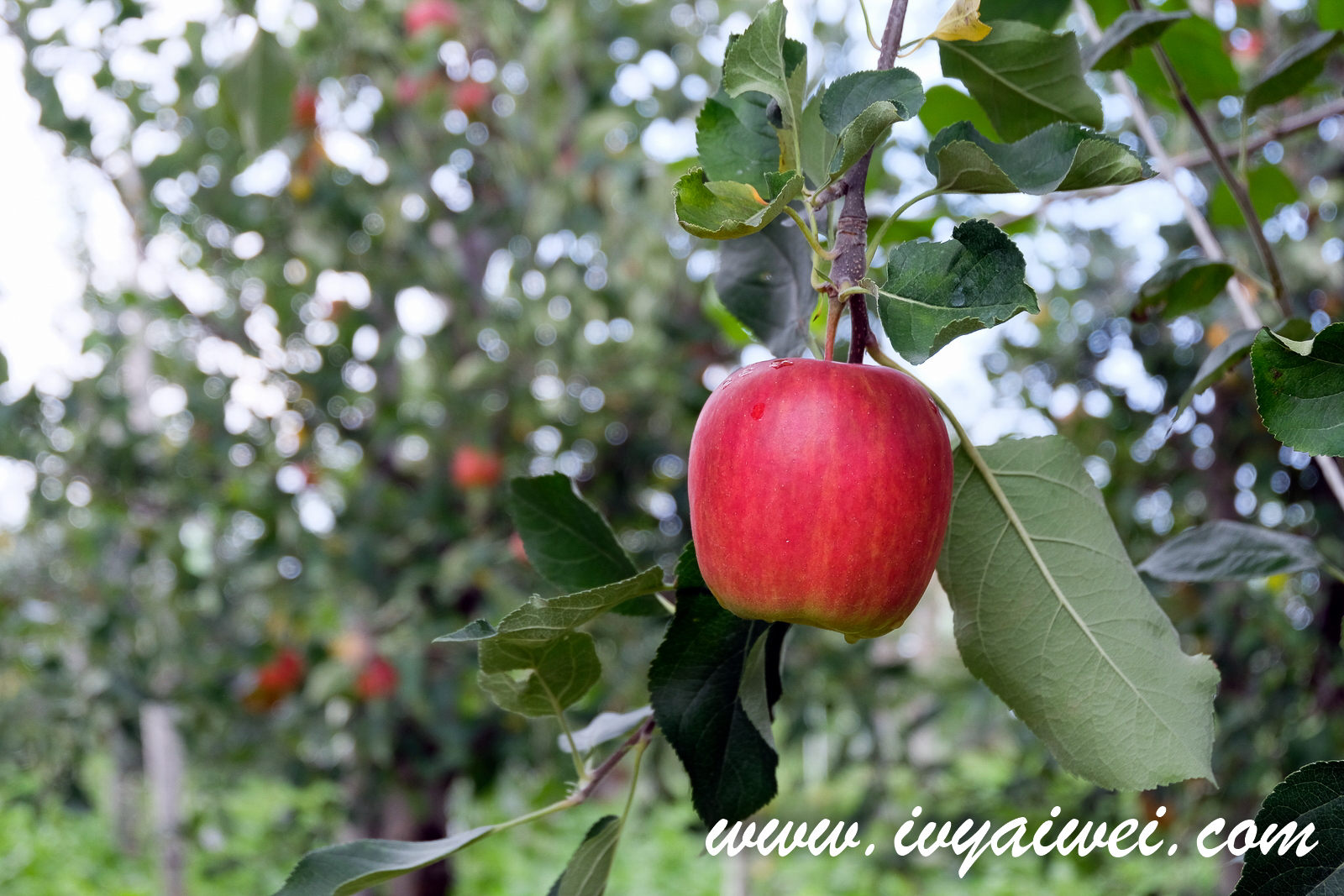 Things to do in Hirosaki