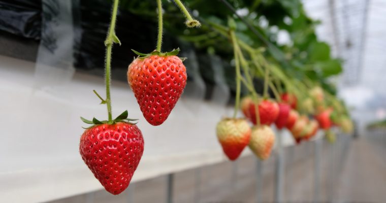 CHIBA: Strawberry Picking Experience @ Dragon Farm