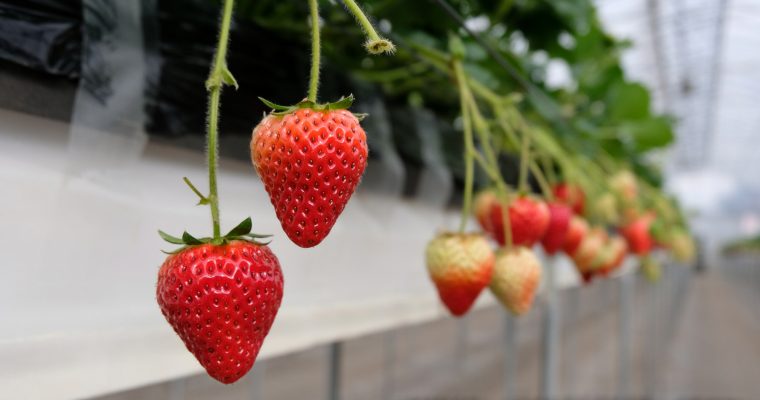 Chiba: Strawberry Picking Experience @ Dragon Farm