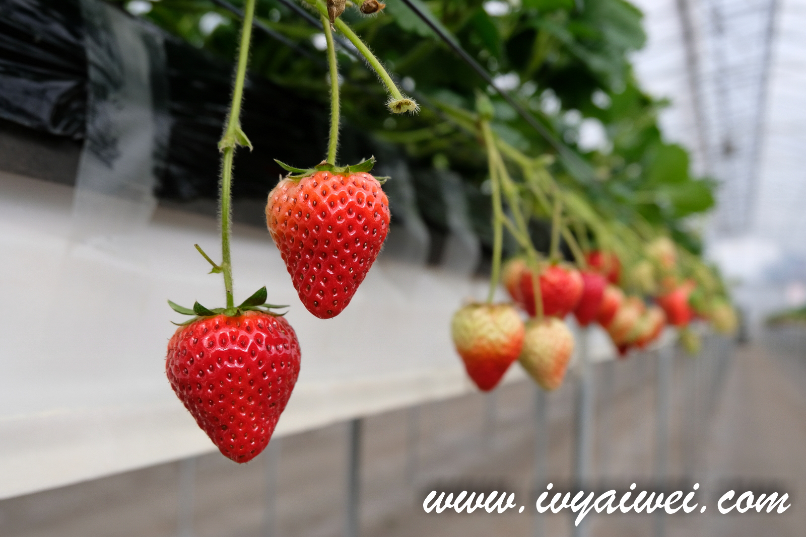 Chiba: Strawberry Picking Experience @ Dragon Farm