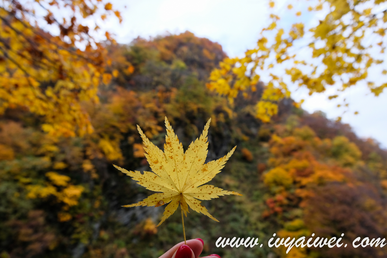 Japan Trip Autumn 2019: 9D8N in Tokyo and explore Tokyo Wide Area