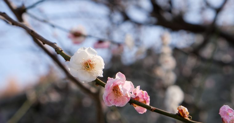 FUKUOKA: Maizuru Park 舞鶴公園