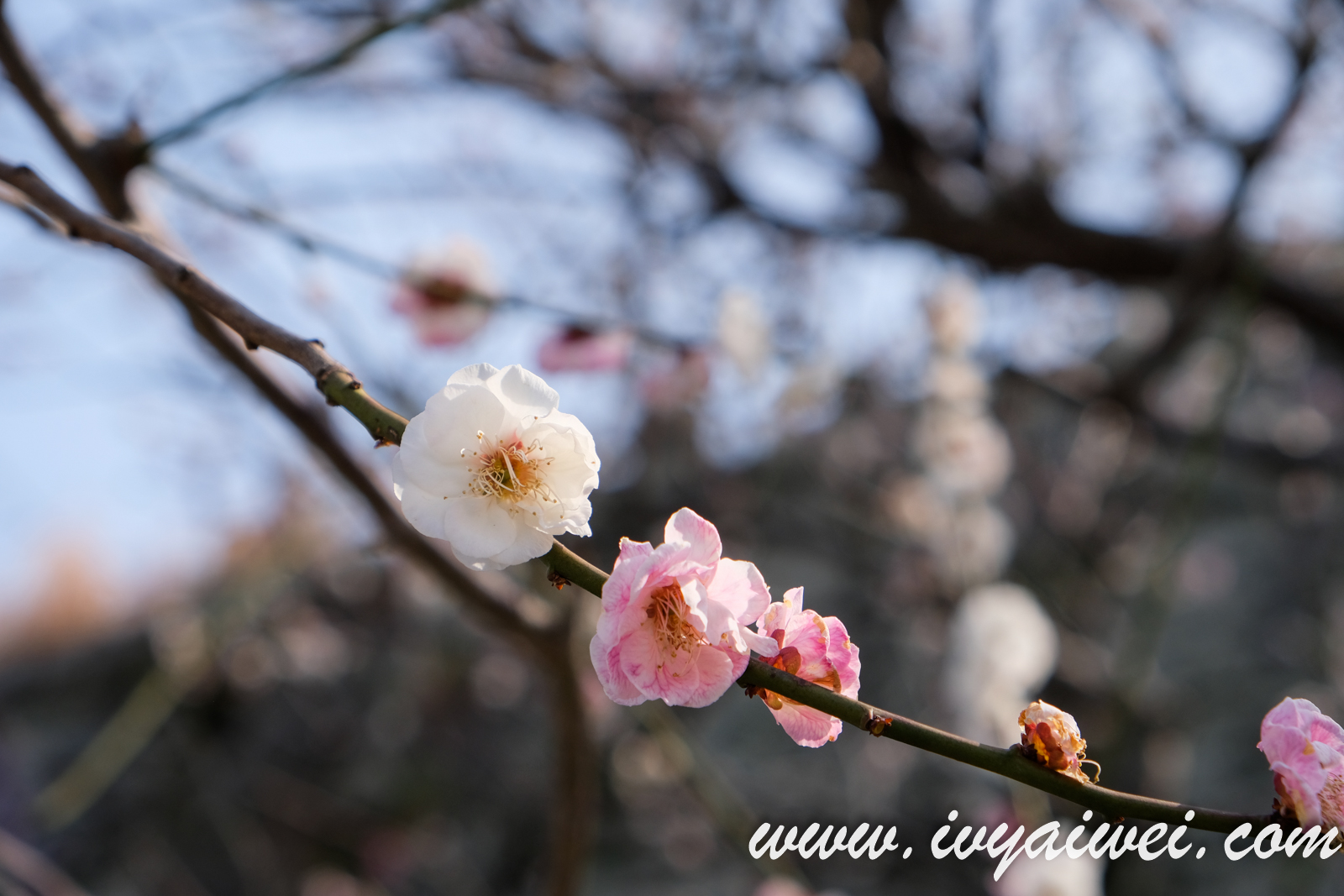 FUKUOKA: Maizuru Park 舞鶴公園